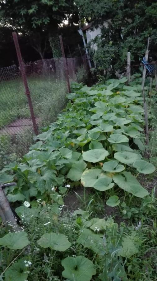 Вилна Зона Златни Пясъци, Спирка Ален Мак Varna Esterno foto